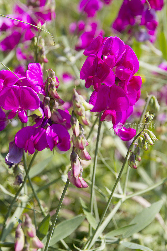 阔叶万年青豌豆(Lathyrus latifolius)